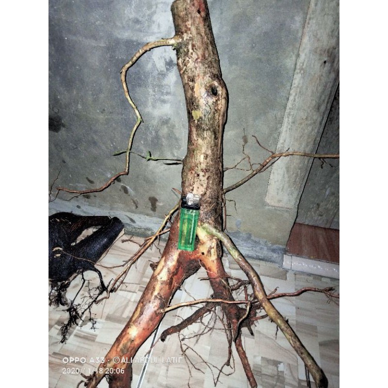 bahan bonsai singkil/wahong