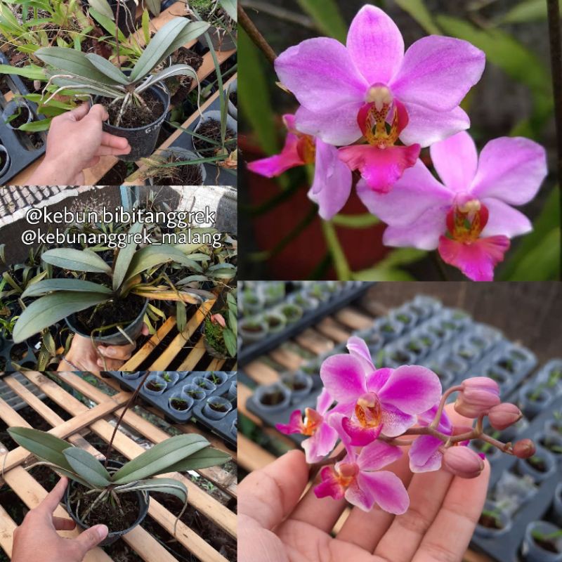 ANGGREK BULAN DORITIS (KONDISI SPIKE DAN DEWASA)