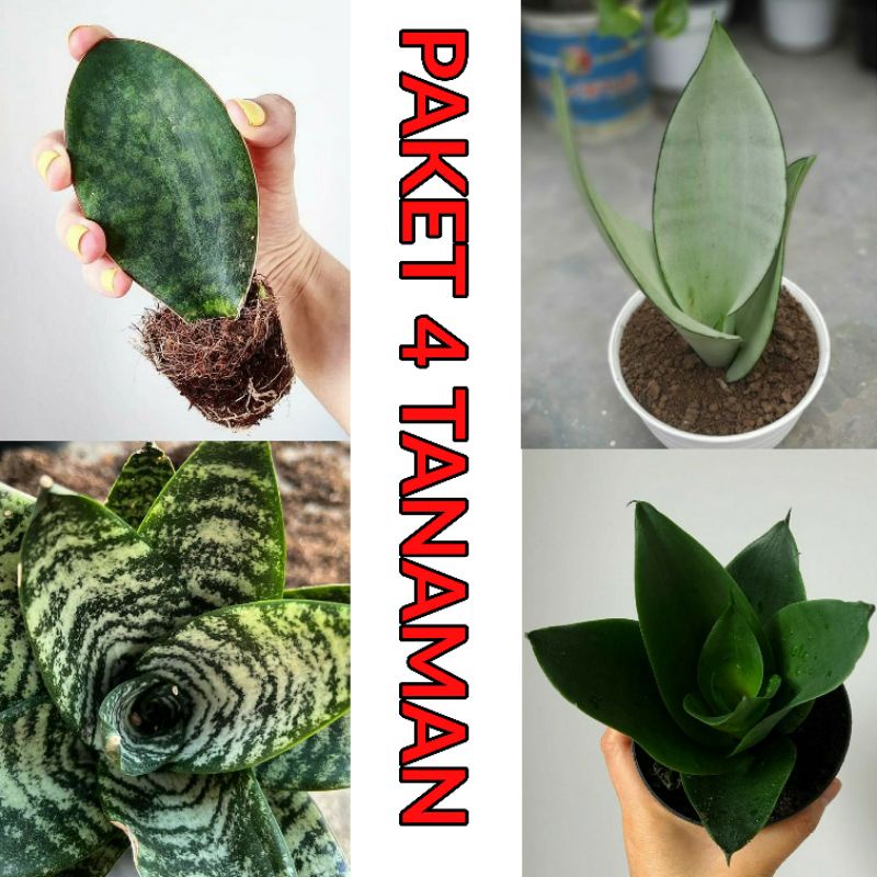 tanaman lidah mertua / sansivera paket 4 jenis black jade whale fin moonshine birdnest