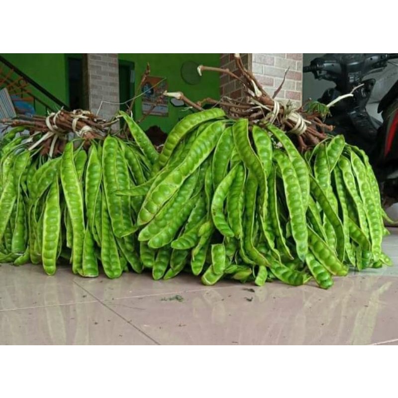

Pete Petai 1 Iket 10 Papan Segar Fresh