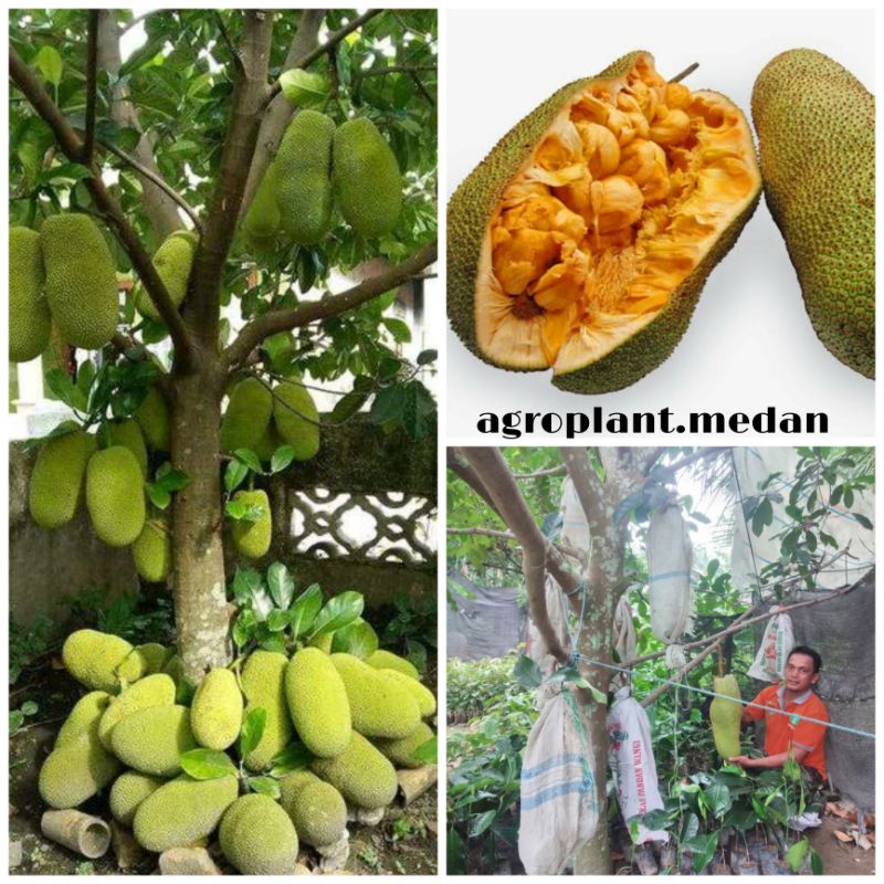 Cempedak Guling Cempedak Raksasa Sebesar Bantal Guling Cepat Berbuah Hasil Okulasi