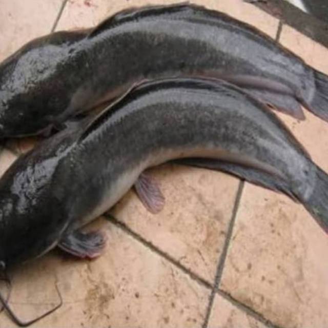 

Ikan lele segar