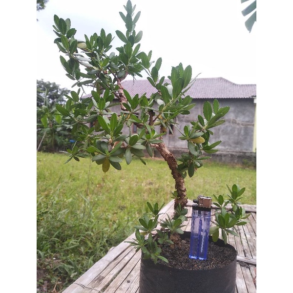 bahan bonsai santigi mawar super, prospek