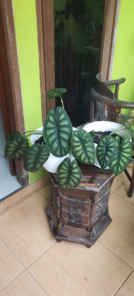 Alocasia Dragon Scale (keladi Tengkorak Hijau) Dewasa