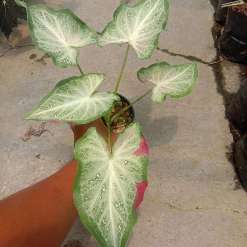 Caladium Shycool