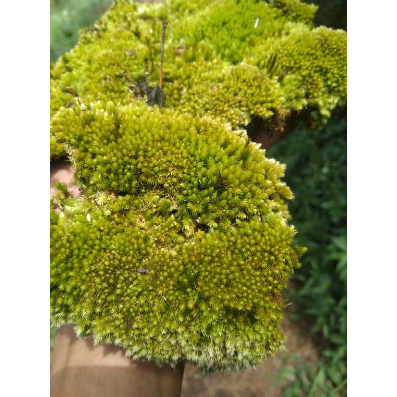 TANAMAN LUMUT HIDUP/FOREST MOSS (1KG)