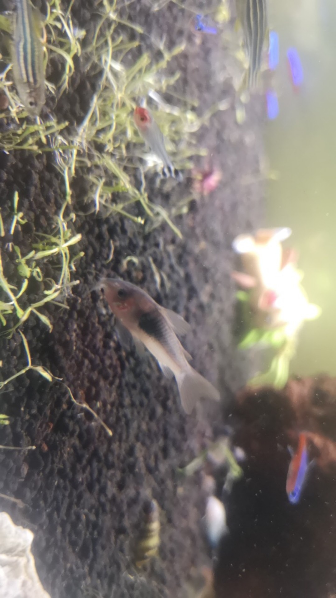 Corydoras Aeneus