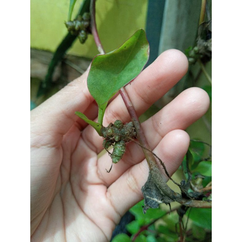 

HERBAL binahong bibit piahong hijau