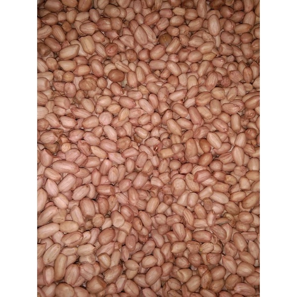 

Kacang tanah super