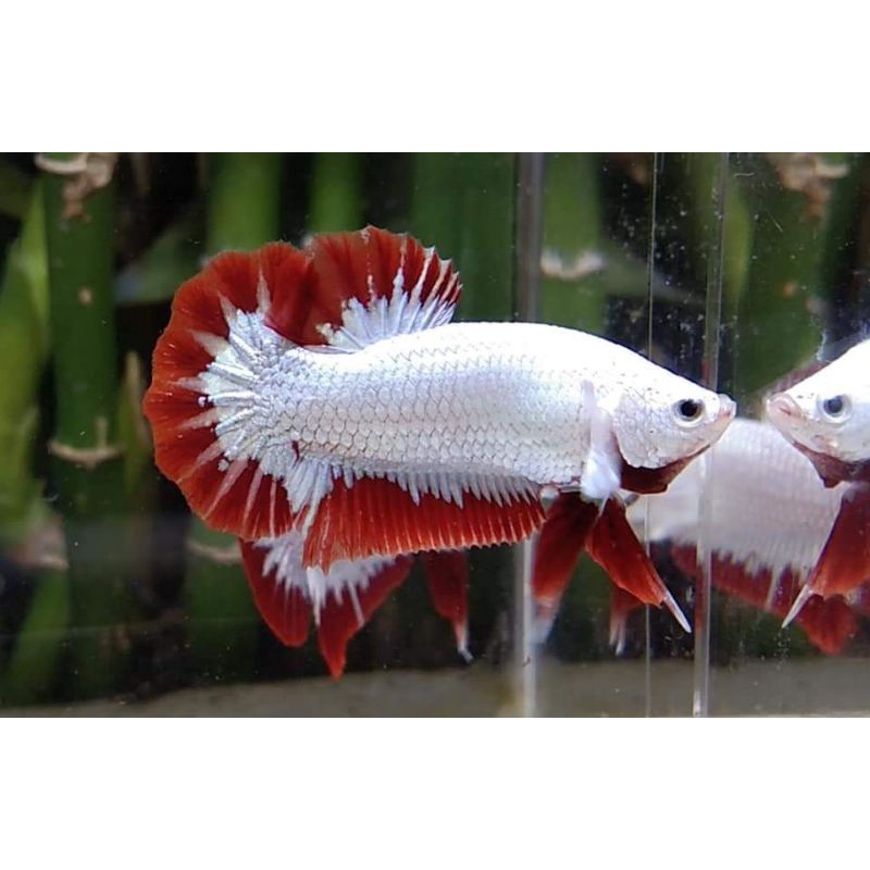 paket 10ekor cupang Red Dragon Snow top grade