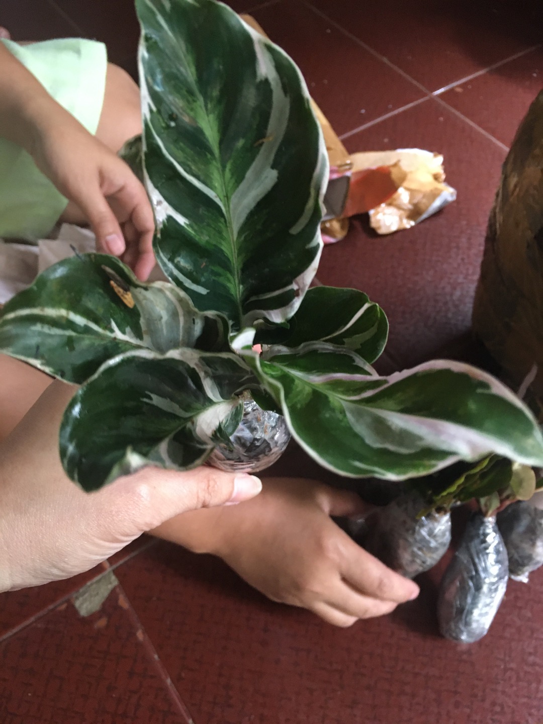 Tanaman Hias Chalatea Tisu White Fision