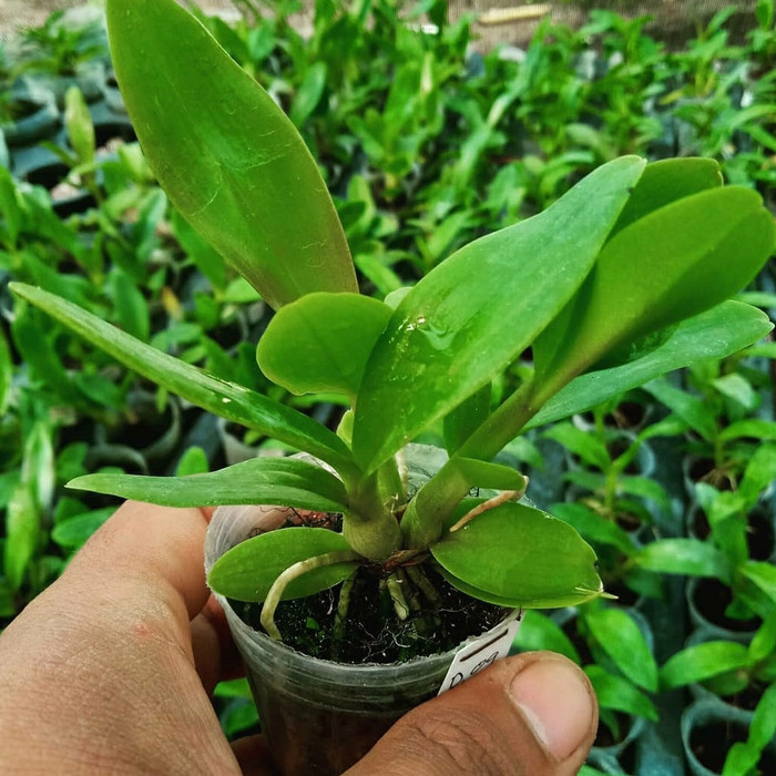 PROMO seedling anggrek dendrobium bibit - Paket 6 bunga anggrek murah