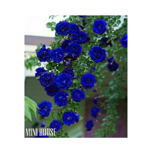Special Promo Bibit Biji Benih Tanaman Rambat Biru ( Mawar )