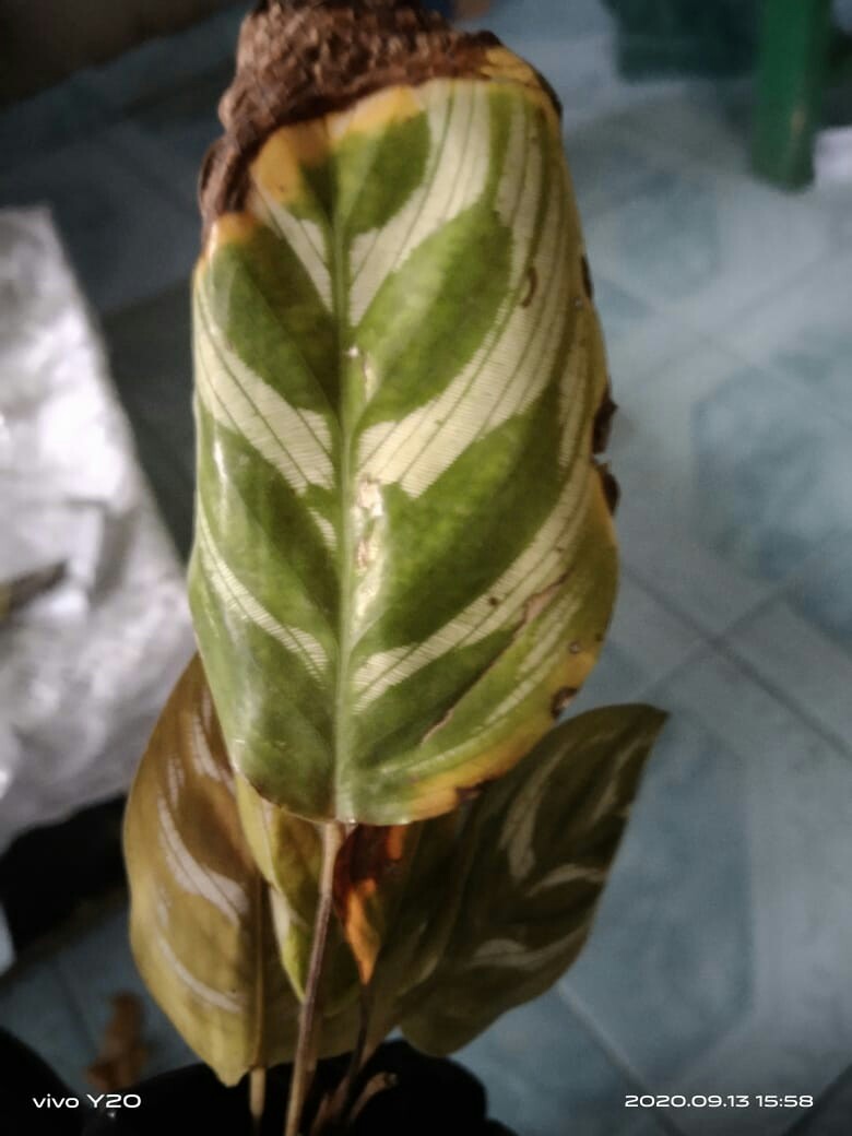 Tanaman Hias Calathea Makoyana - Chalatea - Kalatea