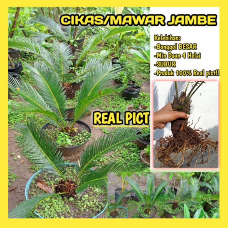 Tanaman Hias Sikas Mawar Jambe JUMBO Super Subur