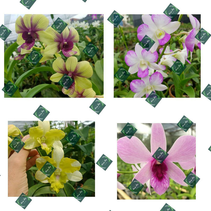 paket 4 seedling anggrek dendrobium - Bunga anggrek - anggrek dendro