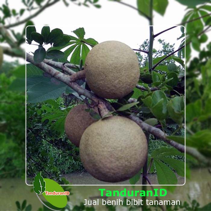 Tanaman Kawista Batu