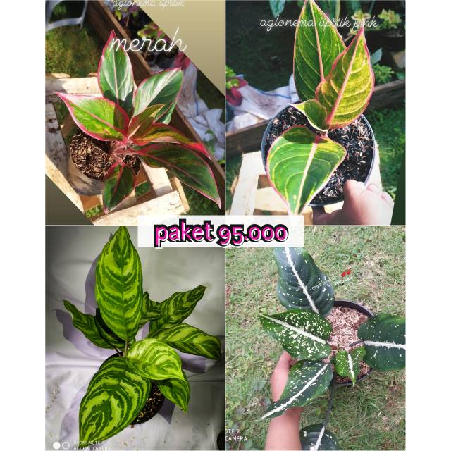 tanaman hias paket aglonema lipstik merah,lipstik pink,aglonema zebrina dan seringkit