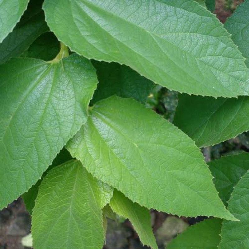 

Daun Kersen / Daun Talok Hijau segar 250g / 500 g / 1 kg
