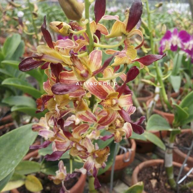 Anggrek dendrobium keriting rambo(rainbow)