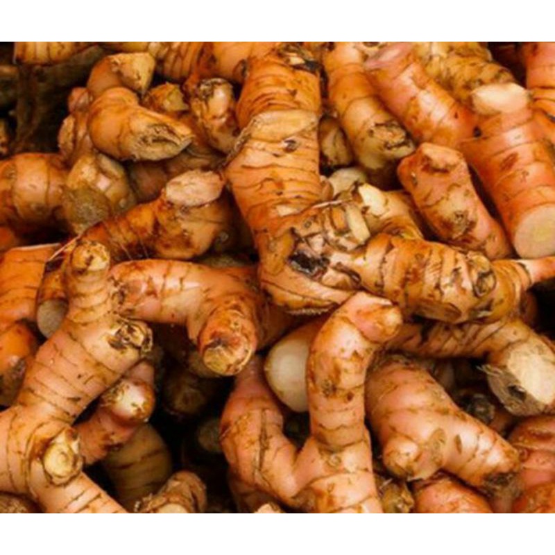 

lengkuas segar asli/laos⭐⭐⭐⭐⭐