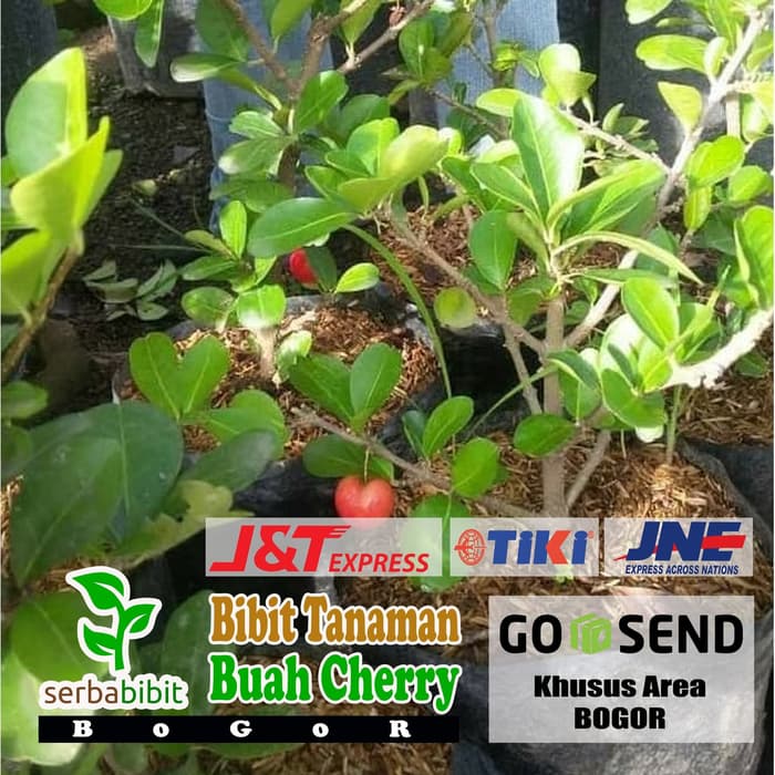 Bibit Buah Cherry - Paket 3 bibit