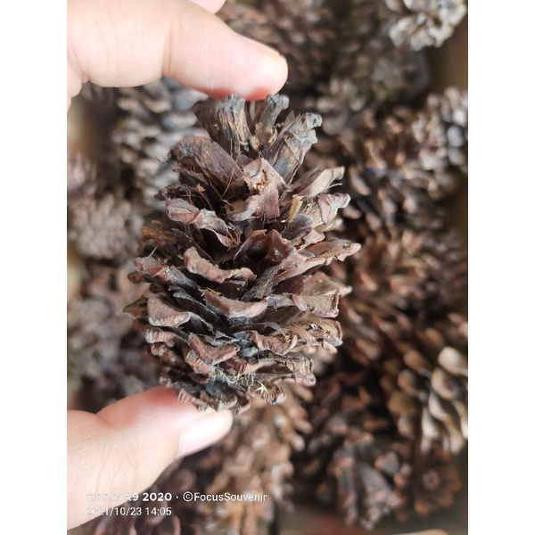 BIJI PINUS / BUNGA PINUS