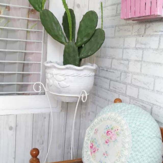 Tanaman Hias Kaktus Centong - Tanaman Hias - Kaktus