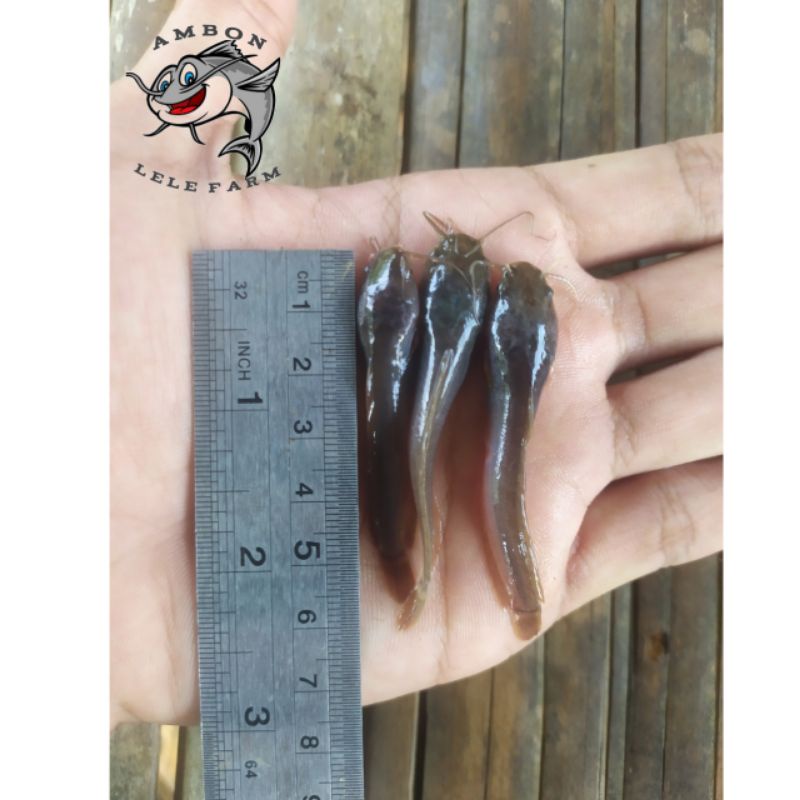 Bibit ikan lele ukuran 5-6 cm
