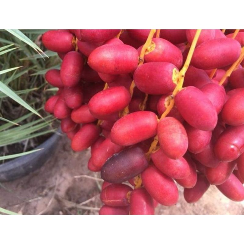 

Bibit kurma