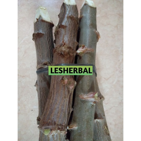 bibit pohon singkong gajah perikat isi 5 batang