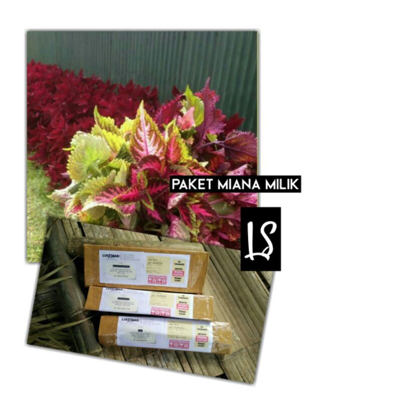 Paket Miana Cinta Luketmari Garden