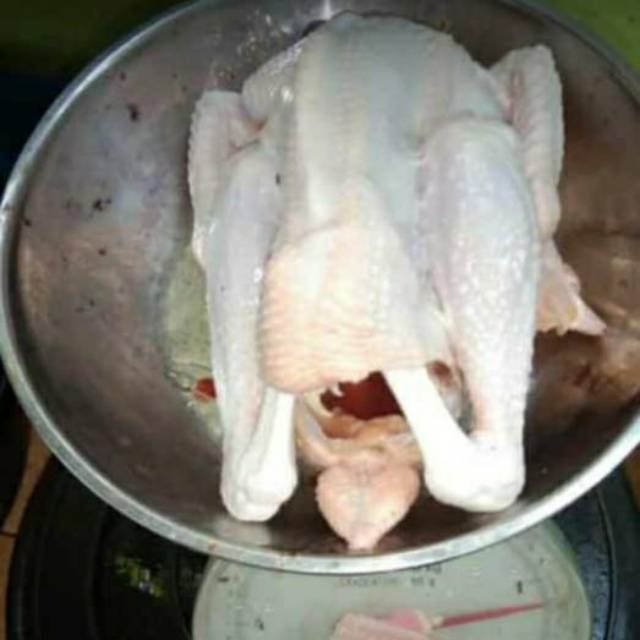 

Ayam pejantan