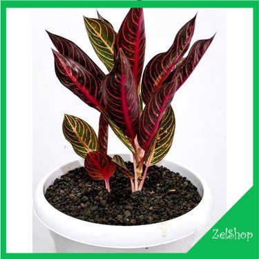 Aglonema Pride of Sumatera / Aglo Redsum / Aglo Red Sumatra / Aglonema Redsum