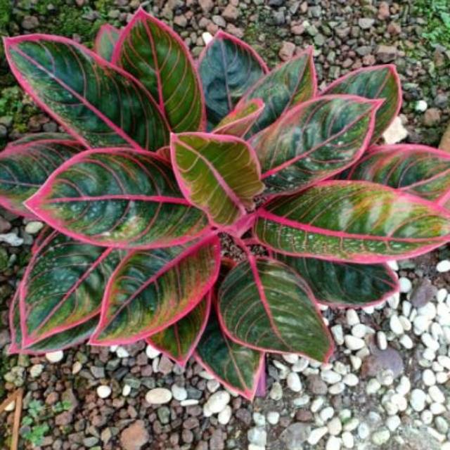 BIBIT AGLONEMA KANZA