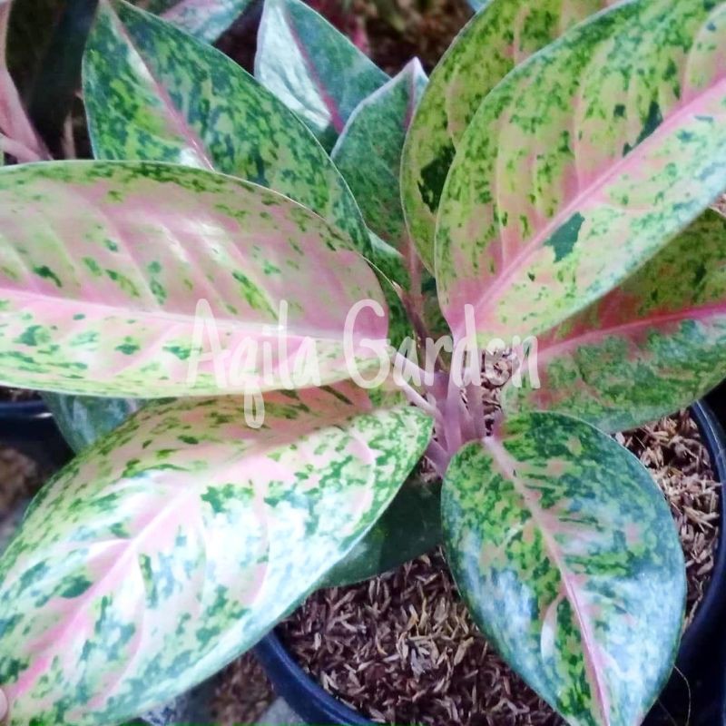 AGLONEMA BIG ROY Rumpun 2-3