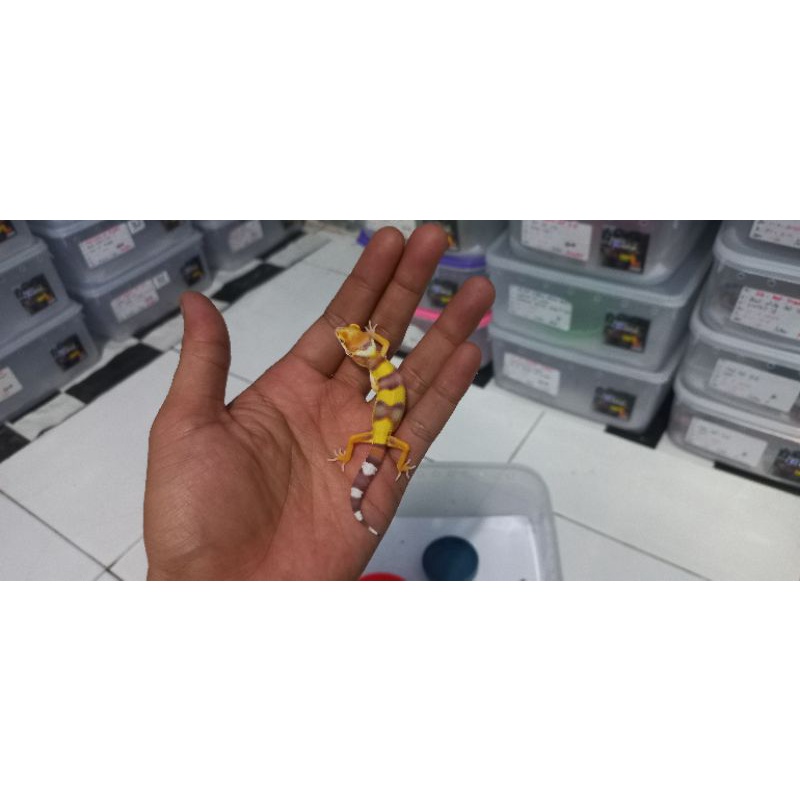 baby gecko bell het radar + calsium