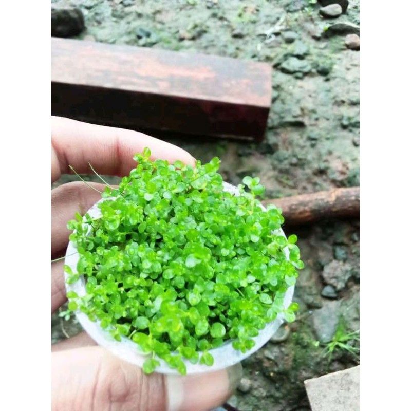 monte carlo carpet tanaman aquascape