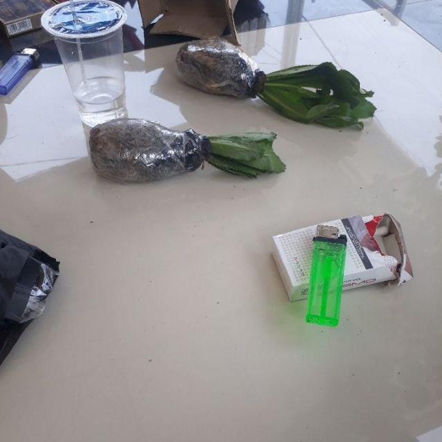 Walang Sangit Bibit Herbal Walang Sangit/tanaman Herbal Walang Sangit