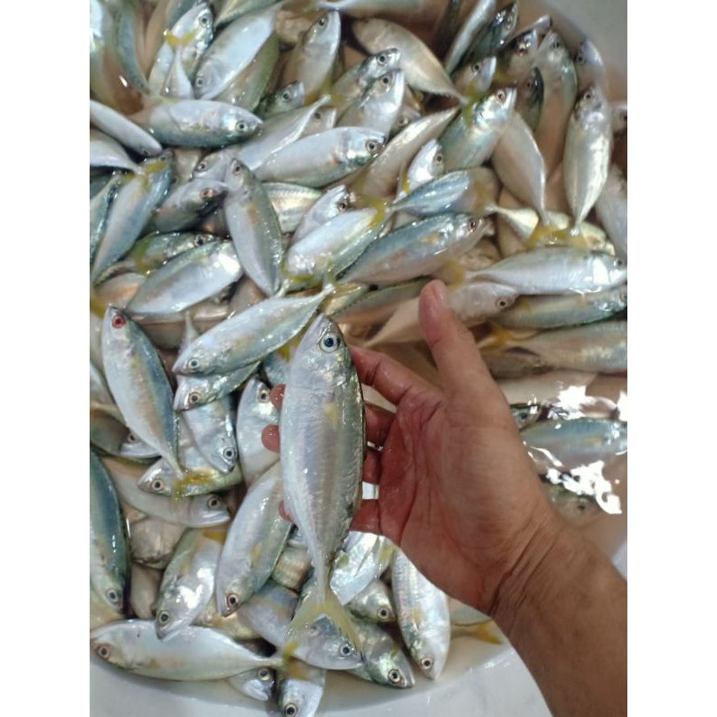 

ikan kembung como 1kg