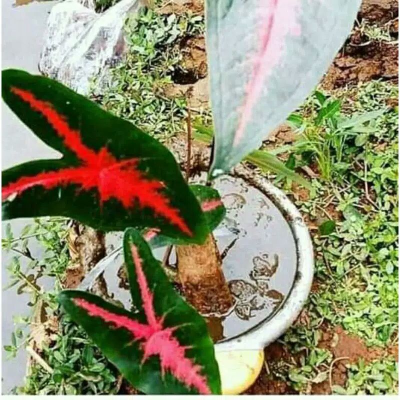 tanaman hias caladium  king Rabit remaja keladi hias