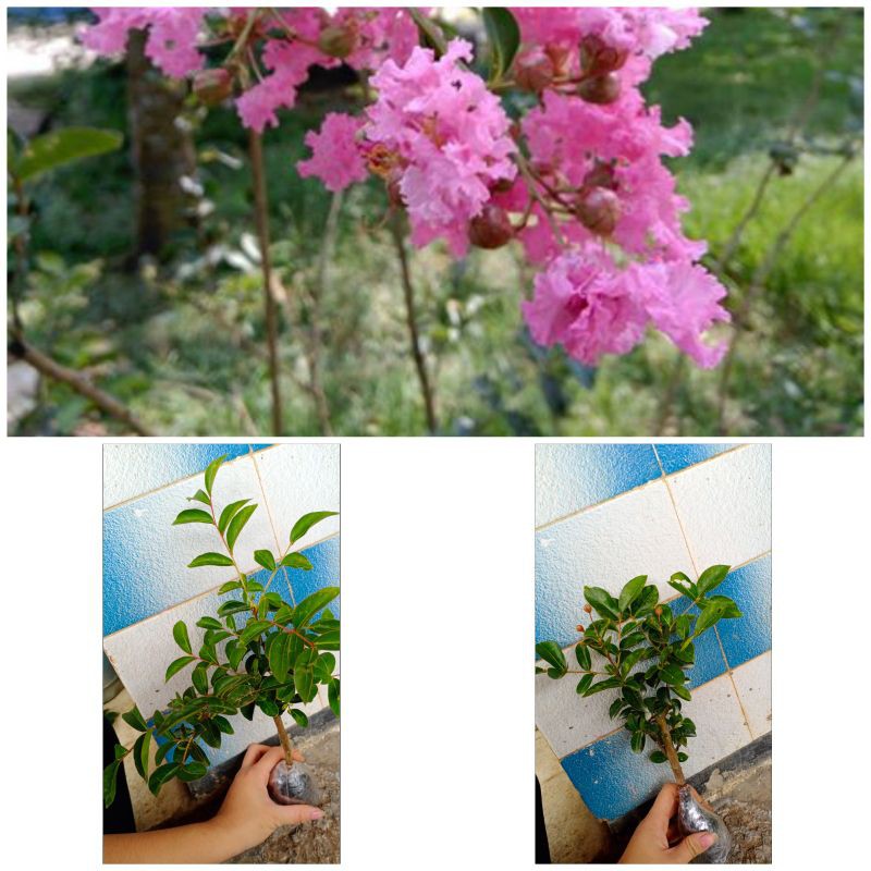 Sakura bungur pink - Bibit Tanaman Bunga Sakura Bungur Lokal - Tanaman Pohon Sakura Lokal