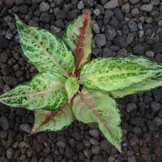 aglaonema frozen