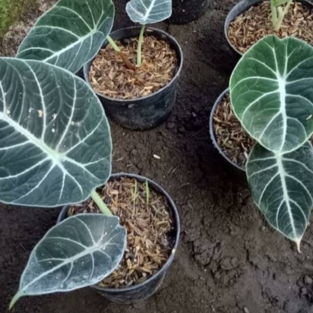 

Alokasia black Velvet fresh