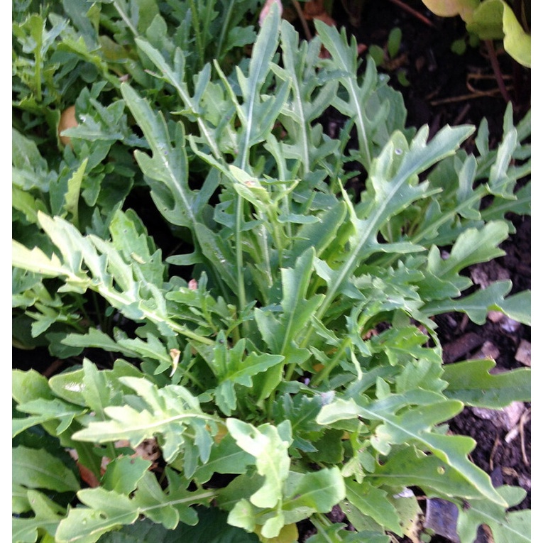 Kedaibenih - Benih Bibit Arugula ~ 10 Biji