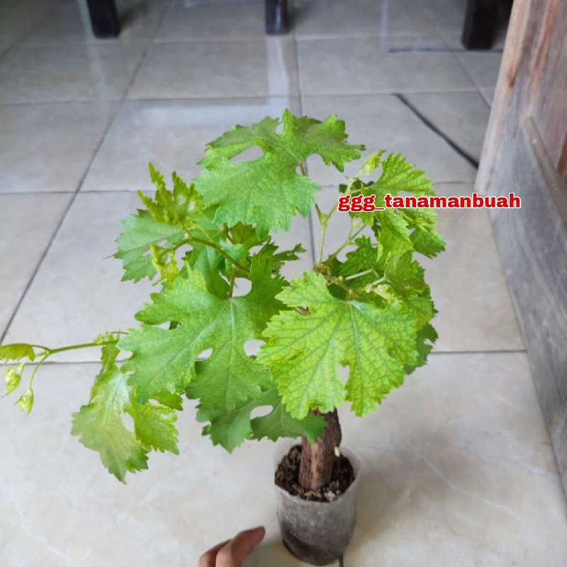 Bibit Anggur Import Baikonur New Asli Hasil Grafting