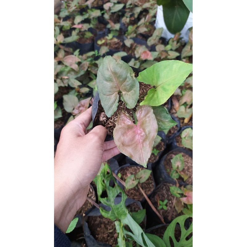TANAMAN HIAS SYNGONIUM PINK ALLUSION