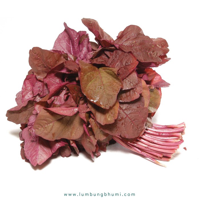 

BIG SALE BAYAM MERAH GOCENG ( SAYUR - SAYURAN CURAH ) !!!!!!