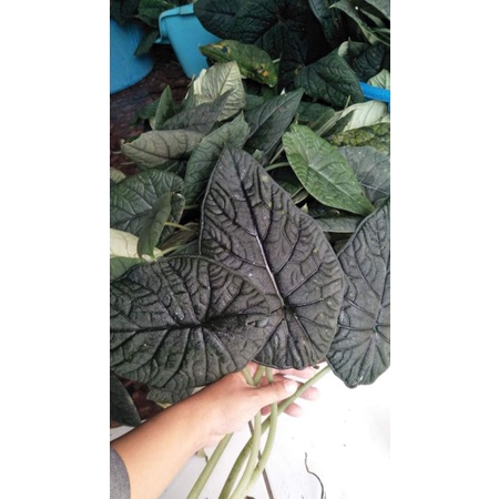 ALOCASIA MELO BADAK / RHINO SKIN ORIGINAL