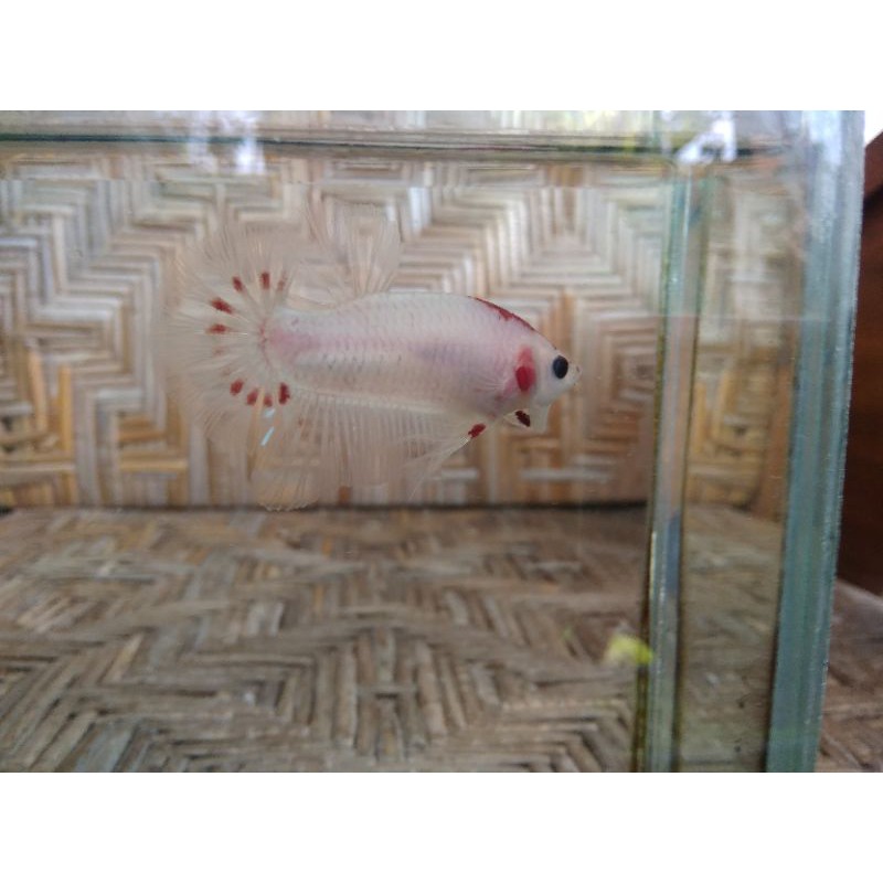 HIASAN AQUARIUM AQUASCAPE IKAN CUPANG HIAS KOI TANCHO OVERTAIL GRATIS PACKING